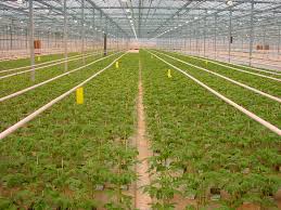 Manufacturers Exporters and Wholesale Suppliers of Green House kanpur Uttar Pradesh